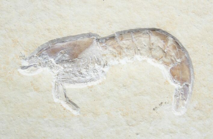 Detailed Fossil Shrimp - Solnhofen Limestone #1693